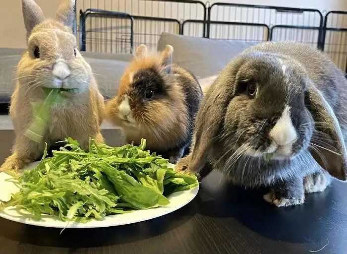 叮叮现在养的三只兔子：侏儒兔、狮子兔、垂耳兔（从左到右）/ 受访者供图