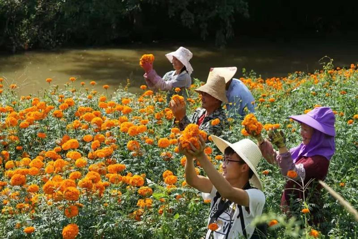 万寿菊丰收。邢慧颖摄