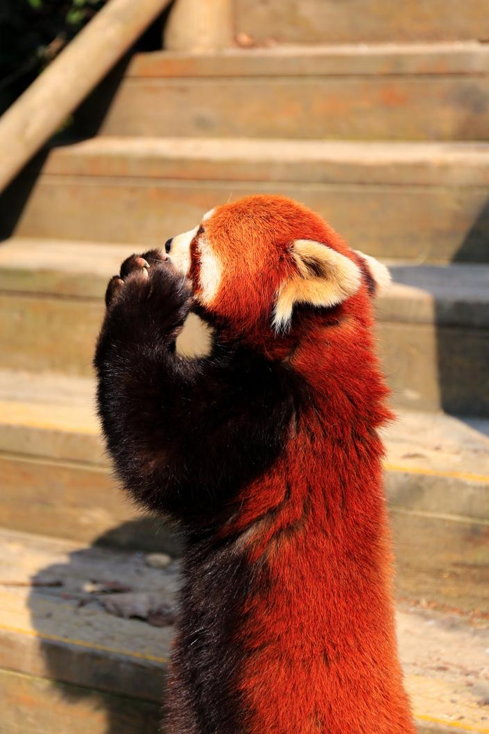 ▲小熊猫