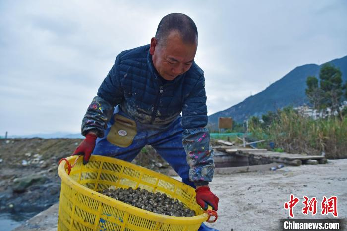 村民采收血蚶。　褚子强 摄