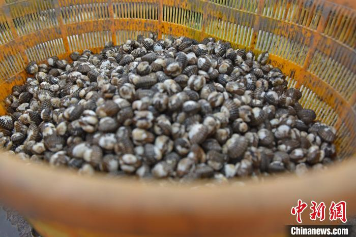 蚶岐村血蚶迎丰收。　褚子强 摄