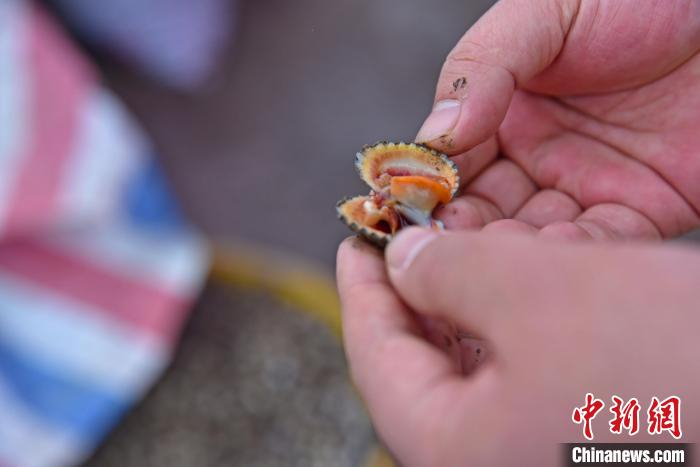 血蚶肉嫩、血满、色红，以味道鲜美而著称。　褚子强 摄