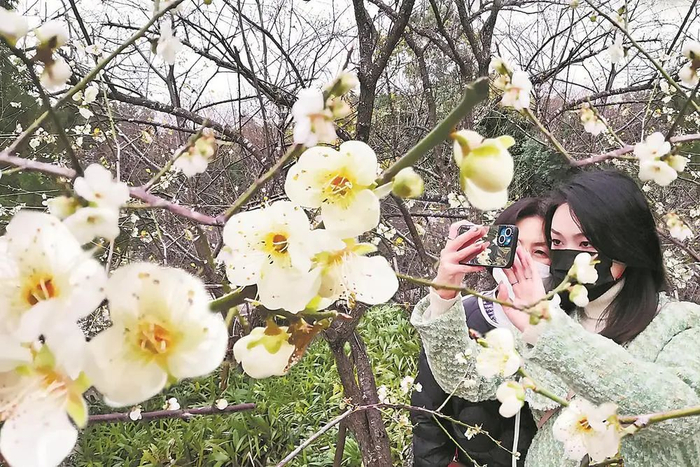 大年初二，福州市烟台山公园梨花盛开，游客徜徉在梨花树下，或拍照留念，或登高望远，享受美好春光。福建日报记者 林辉 摄