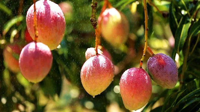 图为：丽江市华坪县有机晚熟芒果（华坪县融媒体中心供图）