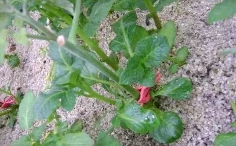 在珍珠岩快繁苗床上已培育成活