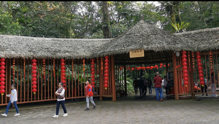 琼中百花岭景区“菩提秘境”景点的入口处挂满了红灯笼，年味十足。记者石祖波 摄