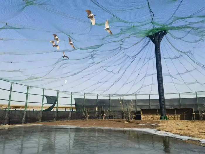 图为朱鹮在野化适应笼内飞翔。（新华社记者 袁敏摄）