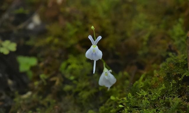 △ 小白兔狸藻（Utricularia sandersonii）。图片来源：魏周睿