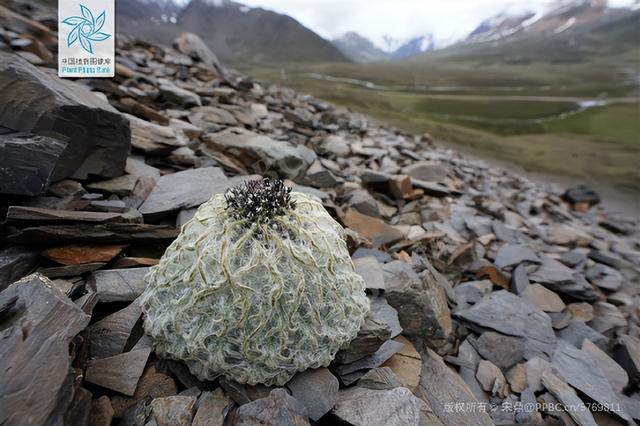 △ 水母雪兔子（Saussurea medusa）。图片来源：PPBC/宋鼎