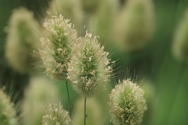 △ 兔尾草（ Lagurus ovatus）。图片来源：魏周睿