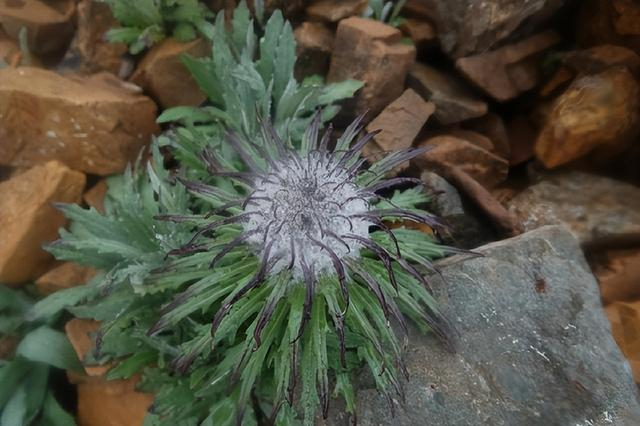 △ 槲叶雪兔子（Saussurea quercifolia）。图片来源：魏周睿