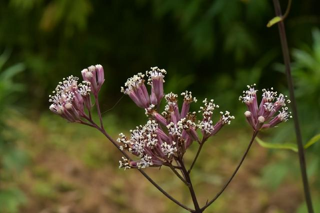 △ 南方兔儿伞（Syneilesis australis）的花。图片来源：魏周睿
