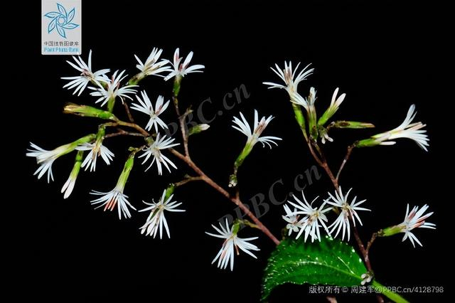 △ 光叶兔儿风（ Ainsliaea glabra）。图片来源：PPBC/周建军