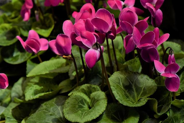 △ 不同花色的仙客来（Cyclamen persicum）。图片来源：魏周睿