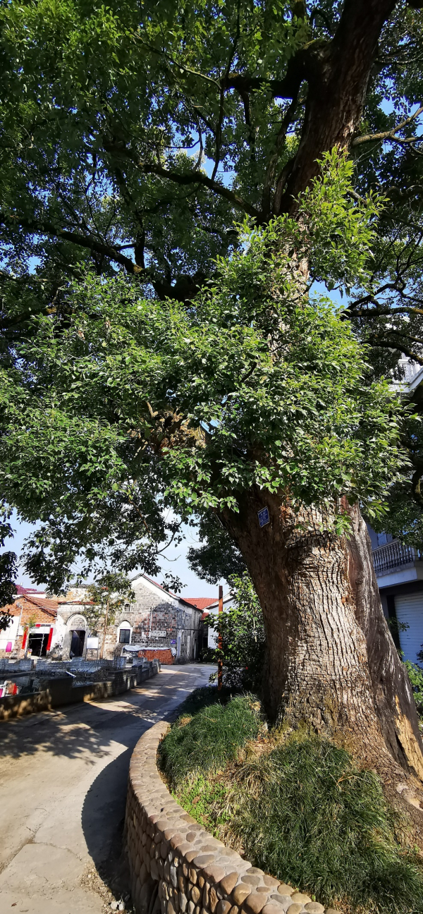 （镇村之宝：620年古樟树）