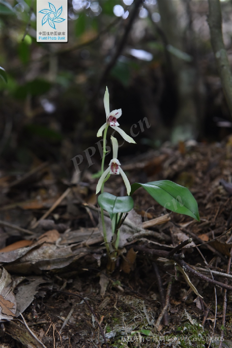 △ 兔耳兰（Cymbidium lancifolium）。图片来源：PPBC/陈炳华