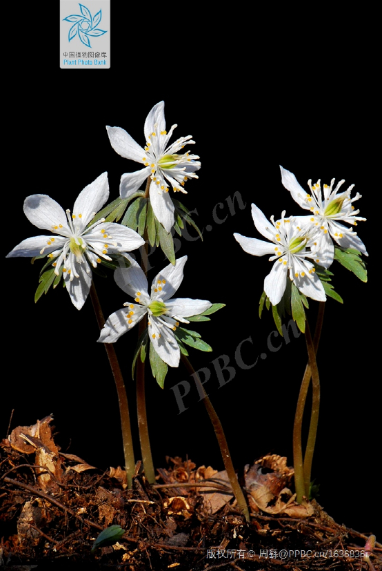 △ 菟葵（Eranthis stellata）。图片来源：PPBC/周繇