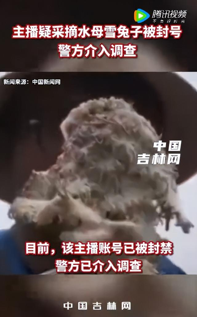△ 主播非法采挖水母雪兔子被查。图片来源：腾讯视频