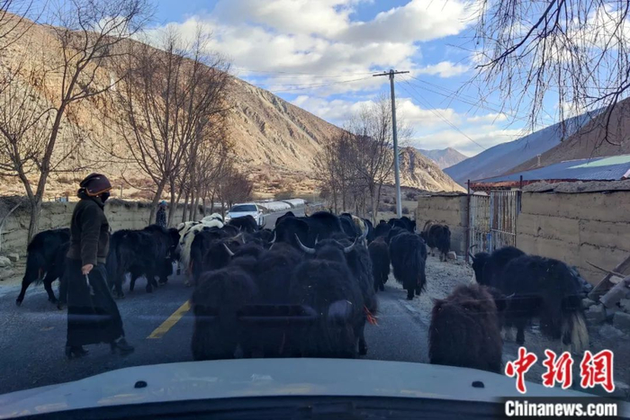 路上遇到牦牛群。