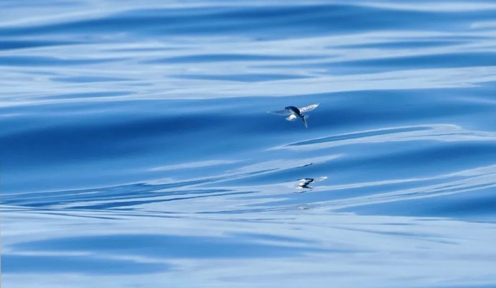 2021年5月25日，汕头南澎列岛周边海域海面上的飞鱼。