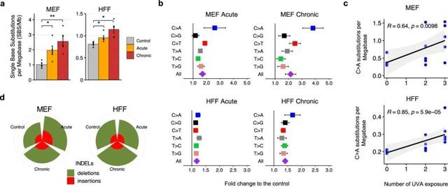 图5：在紫外线指甲烘干机照射的MEF和HFF基因组中发现的突变