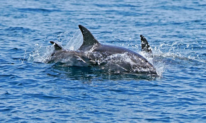 2021年7月5日，汕头南澎列岛海域的瓶鼻海豚幼豚与亲豚。
