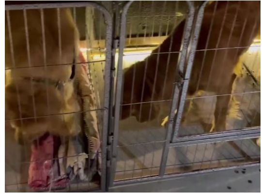 宠物狗寄养 刘佳/摄影