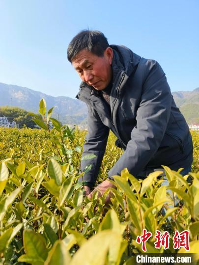 在安徽省安庆市岳西县店前镇的一处茶树良种繁育基地，汪卫生正在查看茶苗长势。 朱森森 摄
