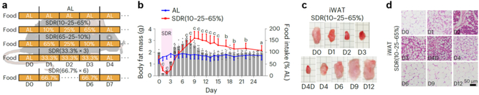 图1 节食之后体脂含量快速增加并导致肥胖。AL, 自由饮食；SDR，短期饮食限制；iWAT，腹股沟处白色脂肪组织。