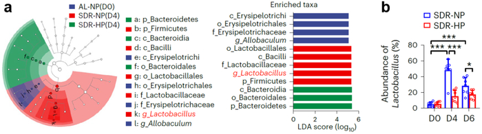 图4 节食之后乳酸杆菌的比例大幅度增加，高蛋白饮食可以抑制乳酸杆菌的增加。g_Lactobacillus，乳酸杆菌属。