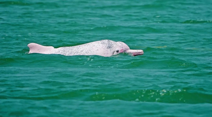 2021年3月28日，汕头海域，萌萌的国家一级保护动物中华白海豚。