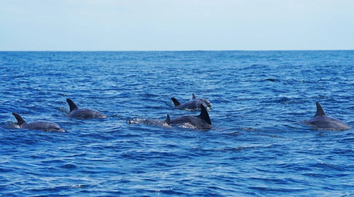 2021年7月5日，汕头南澳南澎列岛周边海域集群出现的瓶鼻海豚。