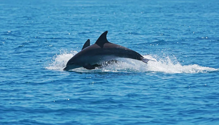 2021年5月25日，汕头南澎列岛周边海域在水里戏耍的瓶鼻海豚。