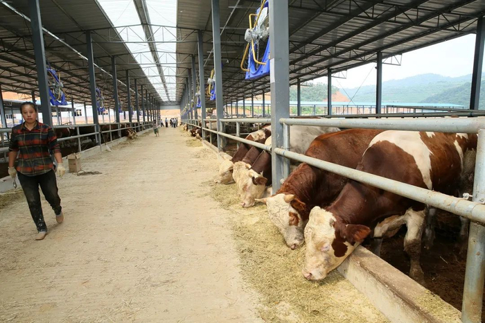 云安区肉牛产业园