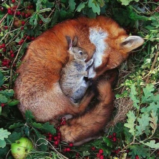 图片来源：https://www.wisdomportal.com/