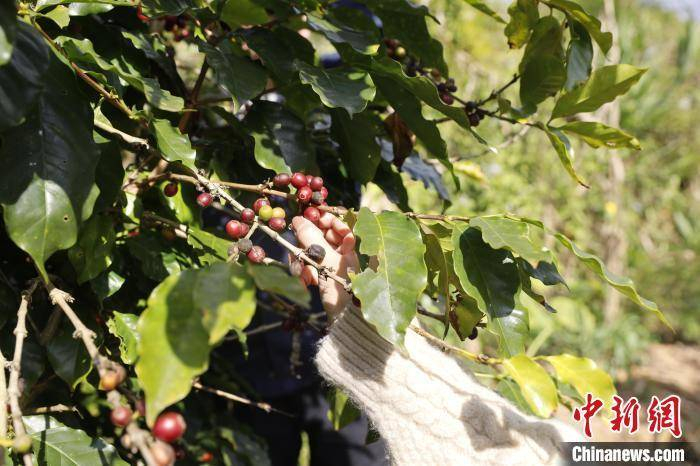 图为云南普洱一庄园中成熟的咖啡鲜豆。（资料图）　李嘉娴　摄