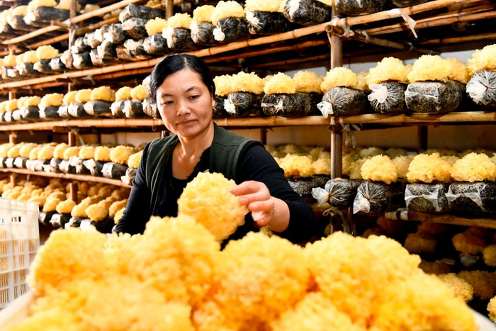 　　在山东省惠民县银丰食用菌合作社，农民采摘银耳（2021年11月18日摄）。新华社记者 郭绪雷 摄