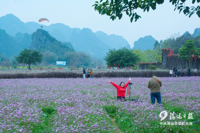 2023年1月25日，英德市九龙镇河头村格桑花开，游客纷纷拍照留念。清远日报签约摄影师 许景红 摄