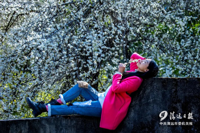 2023年1月25日，连州市丰阳镇上陂水村，村边的梅花盛开，游客在树下拍照赏花。清远日报签约摄影师 罗敏 摄