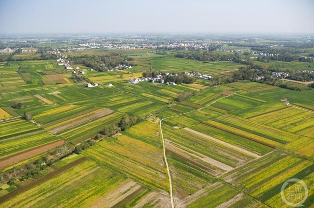 ▲太和县处处是希望的田野。中共太和县委宣传部/供图