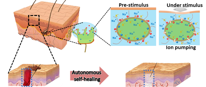 图2 人类皮肤的自愈合性能与机械刺激响应