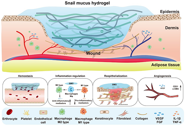 图2. d-SMG促进皮肤伤口愈合的机制 