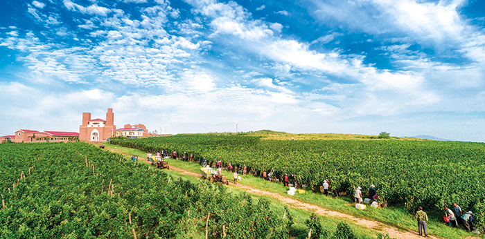 青岛莱西市院上镇打造葡萄共富产业链   受访者供图