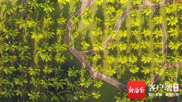　椰子王国里的椰子林景观。海南日报记者 陈若龙 摄