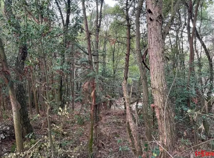 鸡西山树丛 图片来源：红星新闻