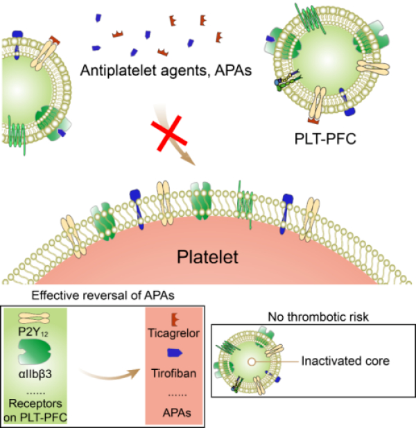 血小板膜纳米海绵高效逆转抗血小板药物药效的工作原理示意图 