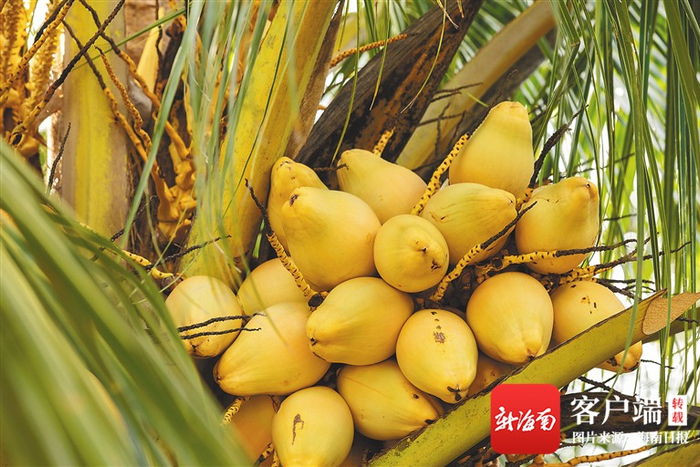 金椰子果。海南日报记者 陈若龙 摄