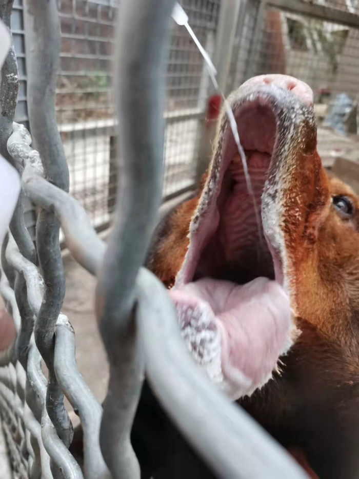 “老马”通过专用饲喂器进食 图/受访者提供