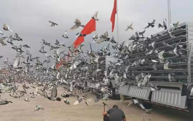 信鸽竞翔比赛，赛鸽飞出公棚。  受访者供图