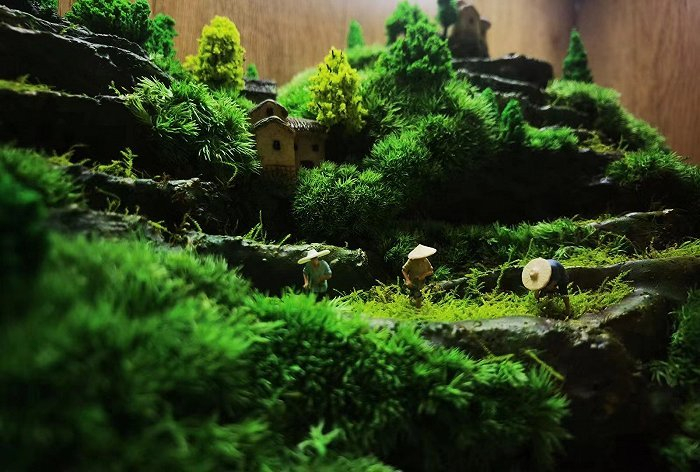 苔藓微景观装置，图片：记者拍摄